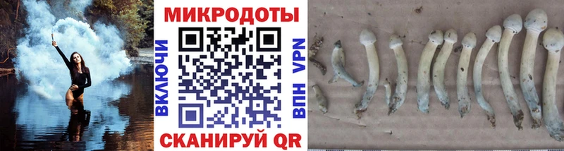 Галлюциногенные грибы Cubensis  где продают   Ачхой-Мартан 